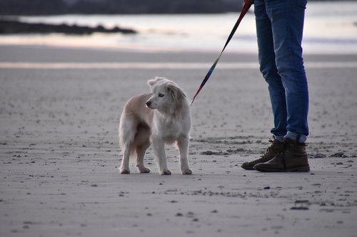 dog  animals  beach