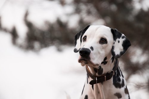 dog  animal  dalmatians