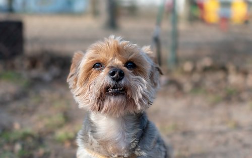 dog  doggy  portrait