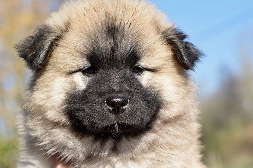 dog  dog eurasier  bitch patchouli