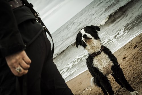 dog  sea  beach