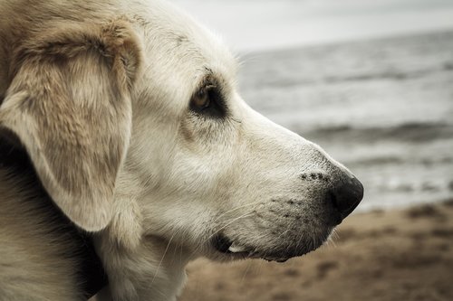 dog  portrait  sea