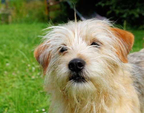 dog female portrait