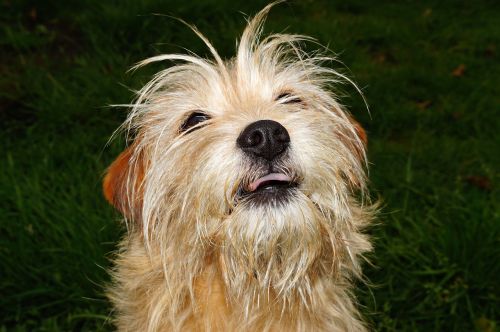 dog female portrait