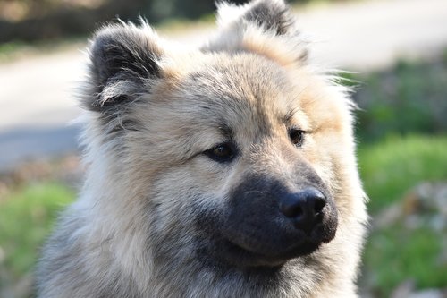 dog  portrait dog eurasier  eurasier