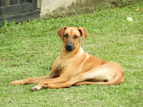 dog  black and white  pet