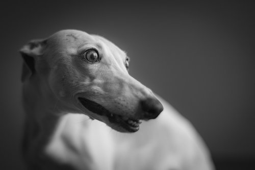 dog  whippet  greyhound