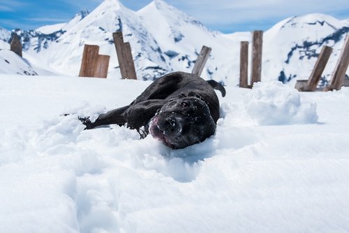 dog  snow  happy
