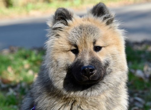 dog  dog eurasier olaf blue  pup