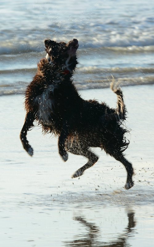 dog  jump  play