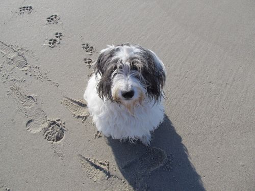 dog waiting footprints