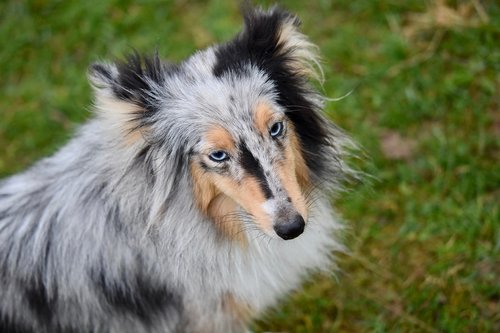 dog  bitch  bitch shetland sheepdog