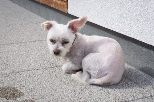 dog  small  white