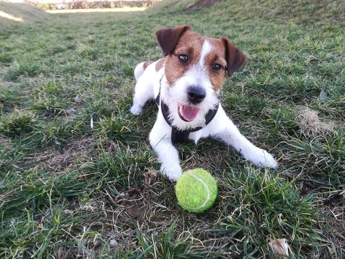 dog  jack russell  pet