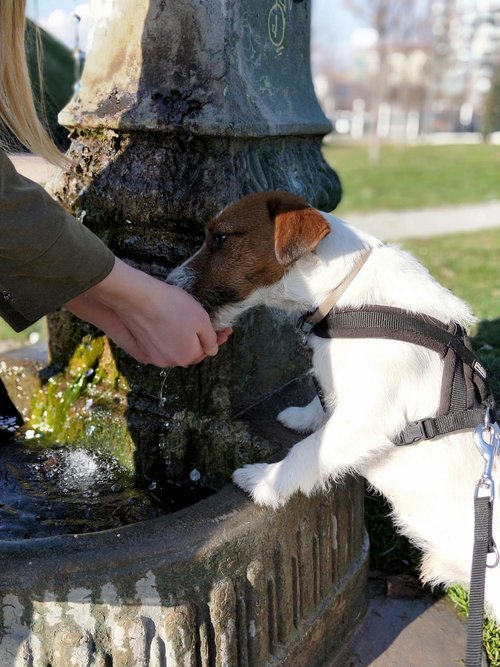 dog  drink  water