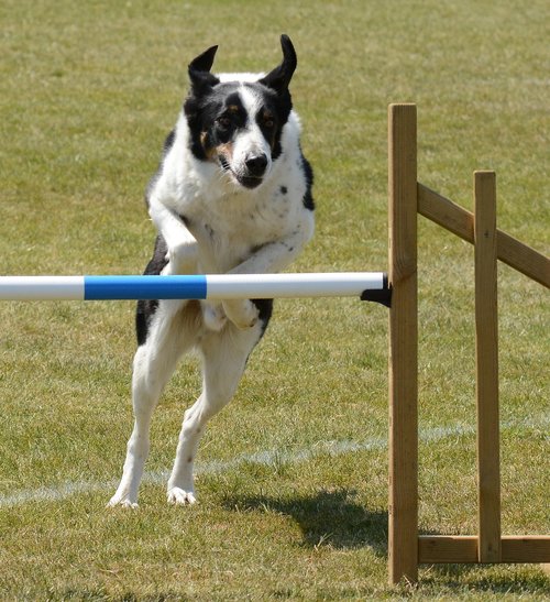 dog  agility  fitness