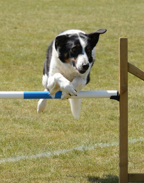 dog  agility  fitness