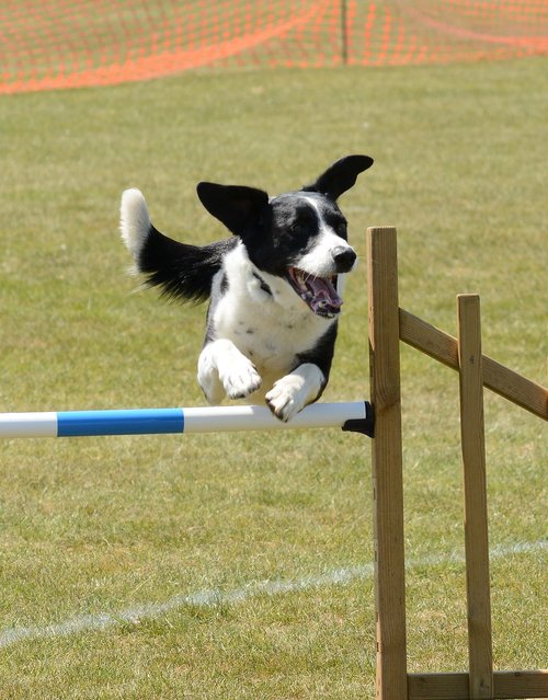 dog  agility  fitness