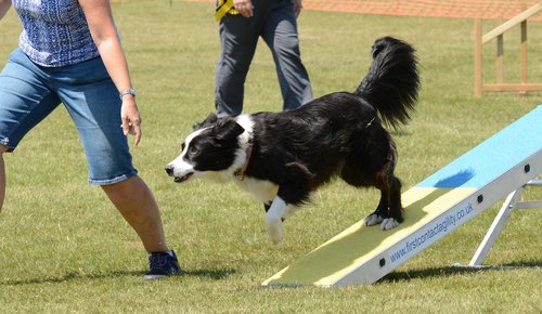 dog  agility  fitness