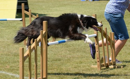 dog  agility  fitness