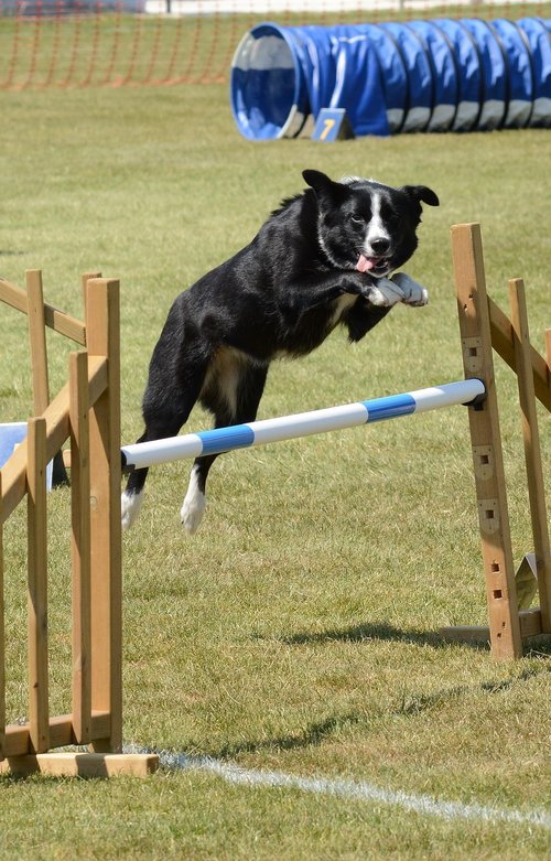 dog  agility  fitness