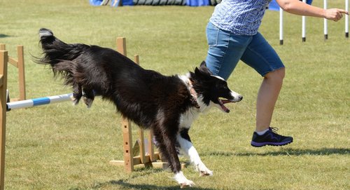 dog  agility  fitness