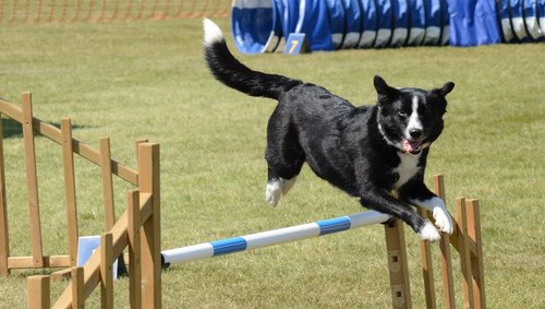 dog  agility  fitness