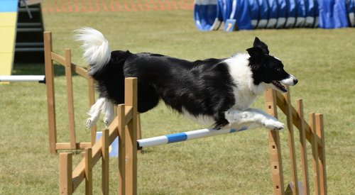 dog  agility  fitness
