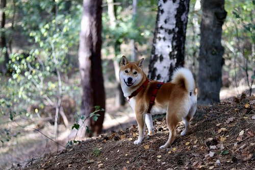 dog  japan  shiba