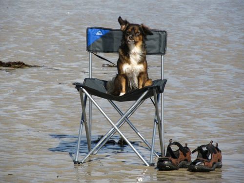 dog sea beach