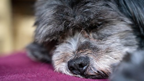 dog  nose  close up