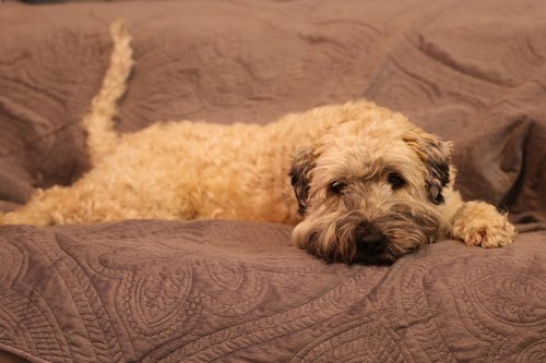 dog  sofa  portrait