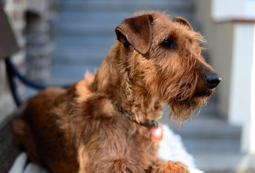 dog  irish terrier  terrier