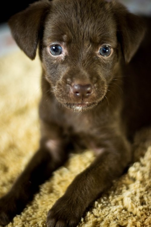 dog  puppy  adoption
