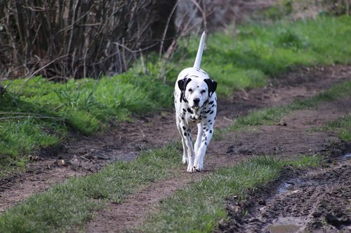 dog  dalmatian  cute