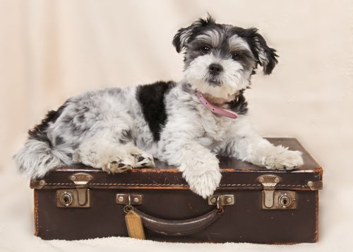 dog  suitcase  animals