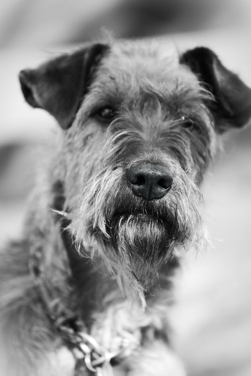 dog  irish terrier  terrier