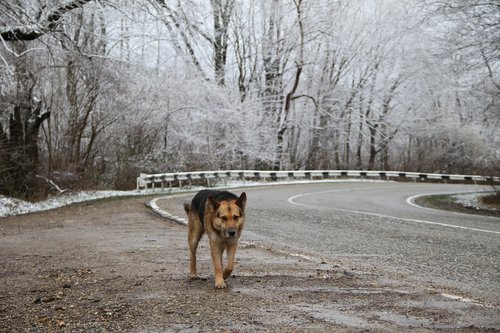 dog  road  animals