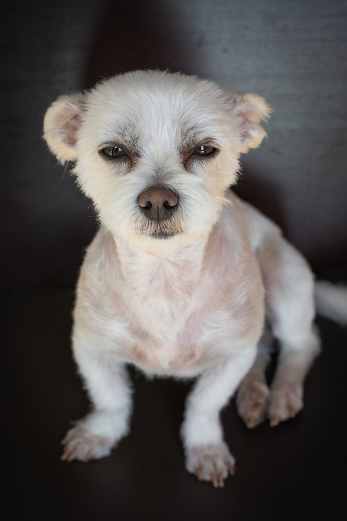 dog  maltese-havanese  white