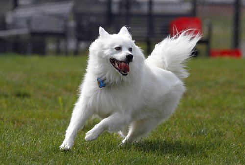 dog  american eskimo  pet