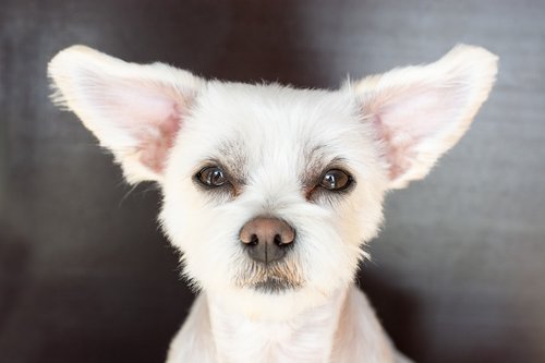 dog  white  ears