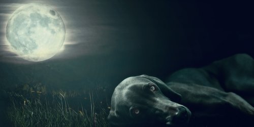 dog  moon  moon addicted