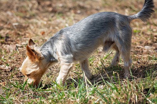 dog  sniffing  smell