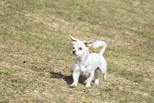 dog  white  meadow