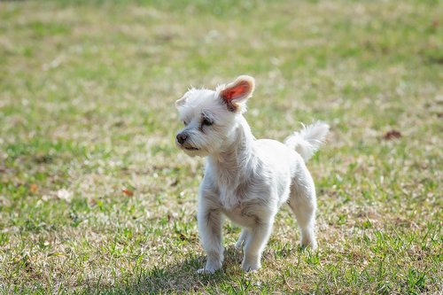 dog  white  small