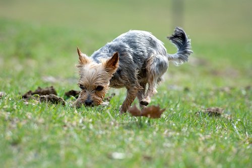 dog  out  meadow