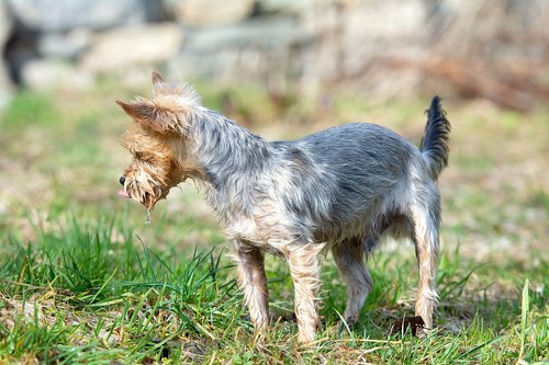 dog  out  curious