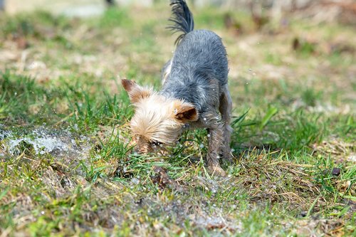 dog  water  play