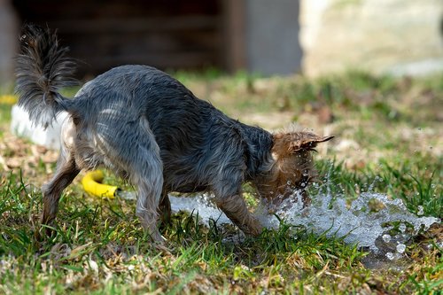 dog  water  wet