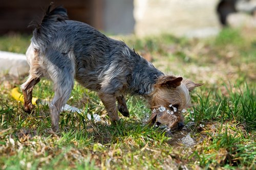 dog  water  out